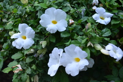 Thunbergia erecta